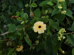 Thunbergia alata