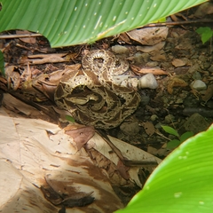 Bothrops asper