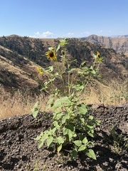 Helianthus annuus