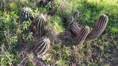 Echinopsis rhodotricha