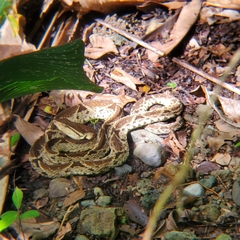 Bothrops asper