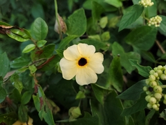 Thunbergia alata