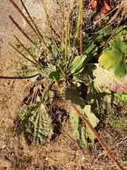 Plantago major