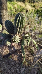 Echinopsis rhodotricha