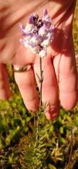 Linaria repens