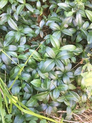 Vinca minor