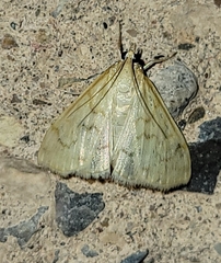Pyraustinae