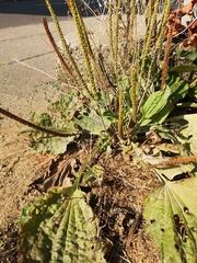Plantago major