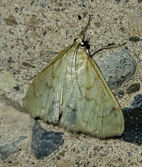 Pyraustinae