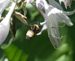 Bombus auricomus