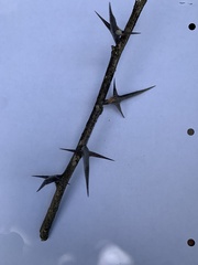 Gleditsia triacanthos