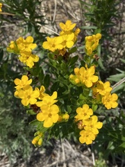 Lithospermum canescens