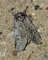 Astiptodonta aonides