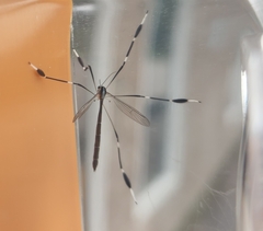 Bittacomorpha clavipes