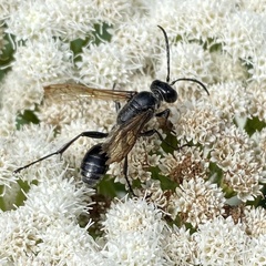 Isodontia