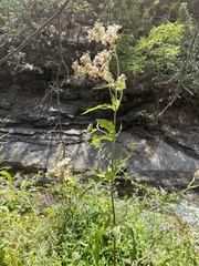 Eupatorium cannabinum