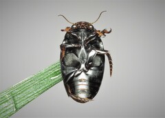 Agabus bipustulatus