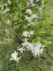 Clematis terniflora