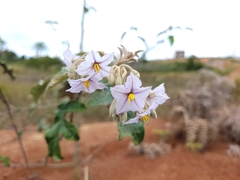 Solanum paniculatum