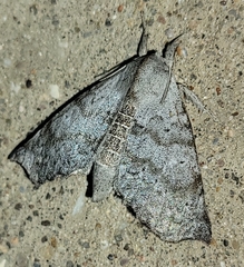 Olceclostera seraphica