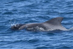 Globicephala macrorhynchus