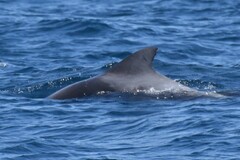 Globicephala macrorhynchus