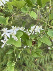 Clematis terniflora