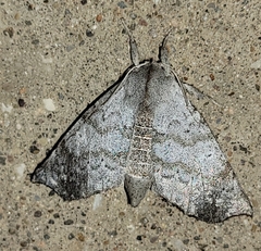 Olceclostera seraphica