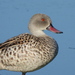 Cape Teal - Photo (c) Albert Pessarrodona, some rights reserved (CC BY-NC), uploaded by Albert Pessarrodona