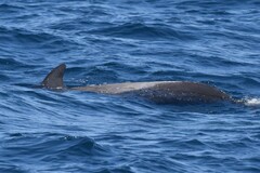Globicephala macrorhynchus