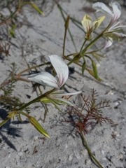 Pelargonium longicaule