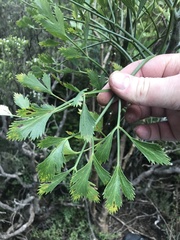 Notobubon galbanum