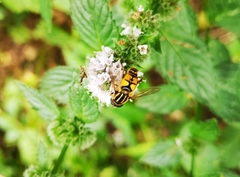 Helophilus pendulus