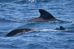 Globicephala macrorhynchus