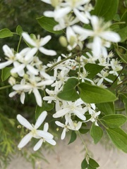 Clematis terniflora