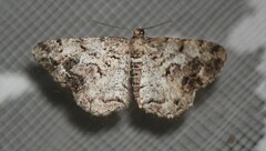 Peribatodes secundaria