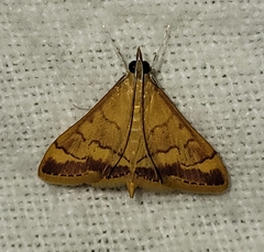 Pyrausta pseudonythesalis