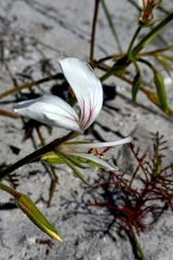 Pelargonium longicaule