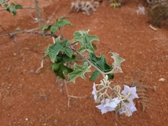 Solanum paniculatum