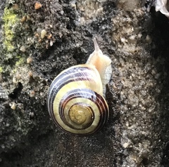 Cepaea