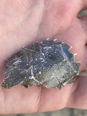 Blepharipoda occidentalis