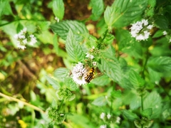 Helophilus pendulus