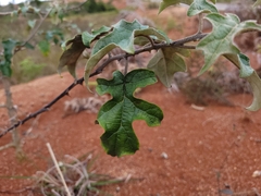 Solanum paniculatum