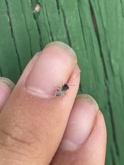 Lygaeoidea