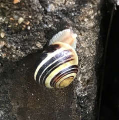 Cepaea