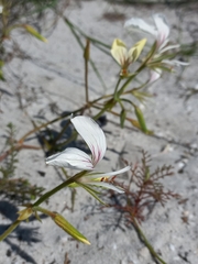 Pelargonium longicaule