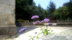 Trachelium caeruleum