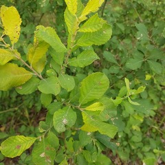 Salix aurita