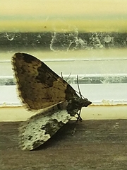 Xanthorhoe fluctuata