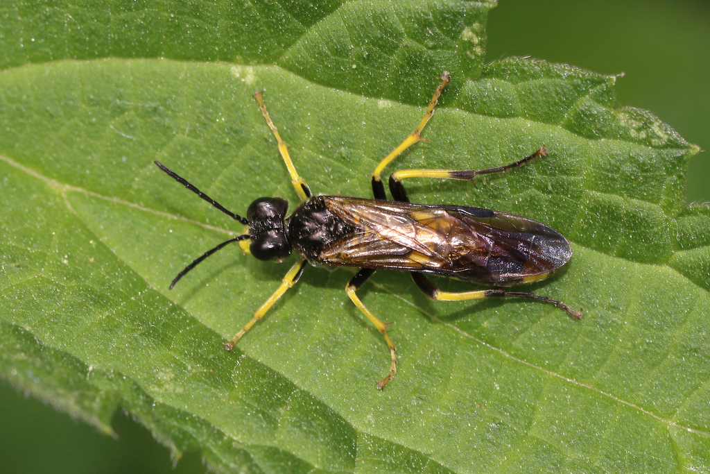 Small Yellow-girdled Tenthredo, photo 1 of 10